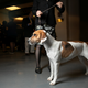Image for article titled King’s realm: Behind the scenes at the Westminster Dog Show